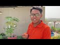 रामविलस जी से सीखिये छत पर पपीता / Papaya उगाने का सबसे आसान तरीक़ा || How to grow Papaya on Terrace