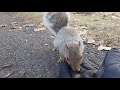 Squirrel eats out of my hand, close up