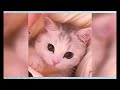 The Funniest Cats and Dogs of 2024 😹🐶 New Funny Animal Videos 😍 Part 14
