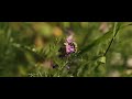 Shore - Cinematic Nature Video (Sony FX3)
