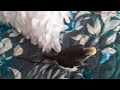 Monty The Naughty Cockatiel singing, talking and showing off his talents. #monty #viral