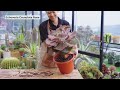 Identify 20 Echeveria Succulent - Beautiful & Easy to Grow // Joy Garden Succulent