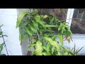 2018 Night Blooming Cereus (August Blooms)