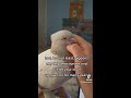 Pigeons Make Wonderful Pets!