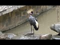 Black Crowned-crane\黑冠鶴