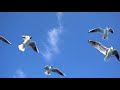 Breathtaking Birds 🐦 Amazing Nature Scenery & The Best Relax Music