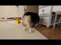 パピヨンとコーギーのミックス犬の遊び方が可愛い　The way this Papillon and Corgi mixed breed plays is adorable