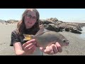 Surf Perch Fishing at Kalaloch, Washington + Tips