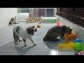 Best Funniest Animal Videos 2024😪🐶Funny Dogs And Cats Videos Of The year😻