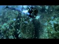 Roatan Dive video 6