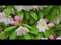 Rhododendron discolor