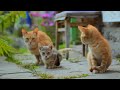 12 Hours Anti Anxiety Music For Cats 🐈 Stress Relief Music For Cats ♬ Calming Music For Cats