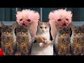 Cat Memes Roadtrip Compilation Full 1 Hour