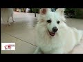 Double Red Hibiscus plant  & Cute and Funny Dog Videos Compilation #harshil raval  |