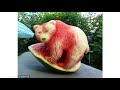 The Rarest animals #meme #smurfcat #pineappleowl #strawberryelephant #emoji
