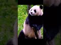 The Cutes Animal on Earth Dancing #viral #viralvideo #animals #panda #baby #cuteanimals #dance