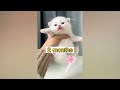 Funniest Animals 2023 😂 Funny Cats and Dogs Videos 😺🐶 Part 510