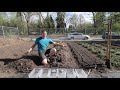 Can you grow potatoes without any digging? / No Dig vs Double Dig vs No Till