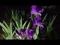 Five Blossom Bearded Iris Tower