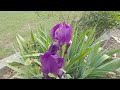 Dual blooms on bearded iris time lapse, what could go wrong ?