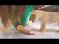 The older Shiba Inu gets tangled up in a puppy, protests in dog language, and then goes crazy...