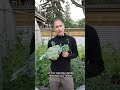What Types of Vegetables Should You Grow?