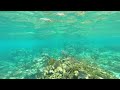 Belize Lionfish