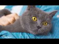 Soothing piano music for cats♬ Purring sounds help cats calm down and reduce stress