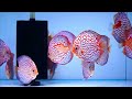 Top 10 Most Gorgeous Discus Fish in the World