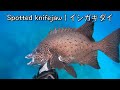 70lb Giant Trevally | Spearfishing in Japan