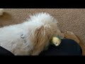 Scout gets a new duck toy
