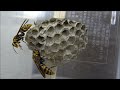 【激レア】女王が2匹いるアシナガバチの巣をもぎ取ってペットにする