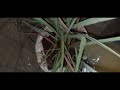 Lemon grass a useful medicinal plant,root proning , reporting, care tips #urbangarden.