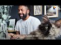 Guy Starts With Fostering One Cat Then Gets Hooked | The Dodo