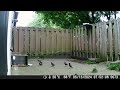 Starlings and a Jay