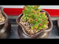 황금세덤 포함 예쁜 다육이 모음 ^^ A collection of pretty succulents including golden sedum ^^