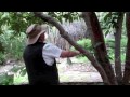 On Loquats and figs - pruning for max fruit production, Ken Love visiting from Hawaii
