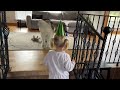 Adorable Baby Girl Sings Happy Birthday To Her Giant Wolf! (Cutest Ever!!)