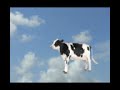 funny cow dream