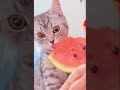 (FULL VIDEO) cat eats watermelon and transcends beyond space and time #memes #cat