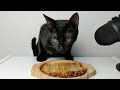 Cat eating Egg Yolk & Wet food ASMR