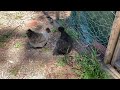 extremely peaceful fluffy chickens