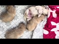 9 days old Pomeranian puppies