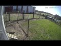 Rooster battles hawk and saves hen's life.