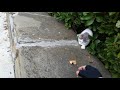 Feeding Hungry feral kittens