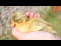 Incubating, candling & hatching duck eggs