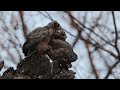 Great Horned Owlets preening