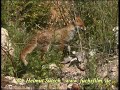 Bellender Fuchs - barking red fox