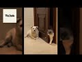 Funny DOGS and CATS videos 2024 🤣🐶 Best Funniest Animal Videos of July #2