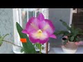 Cattleya schilleriana blooms and haul from Florida SunCoast Orchids 5/21